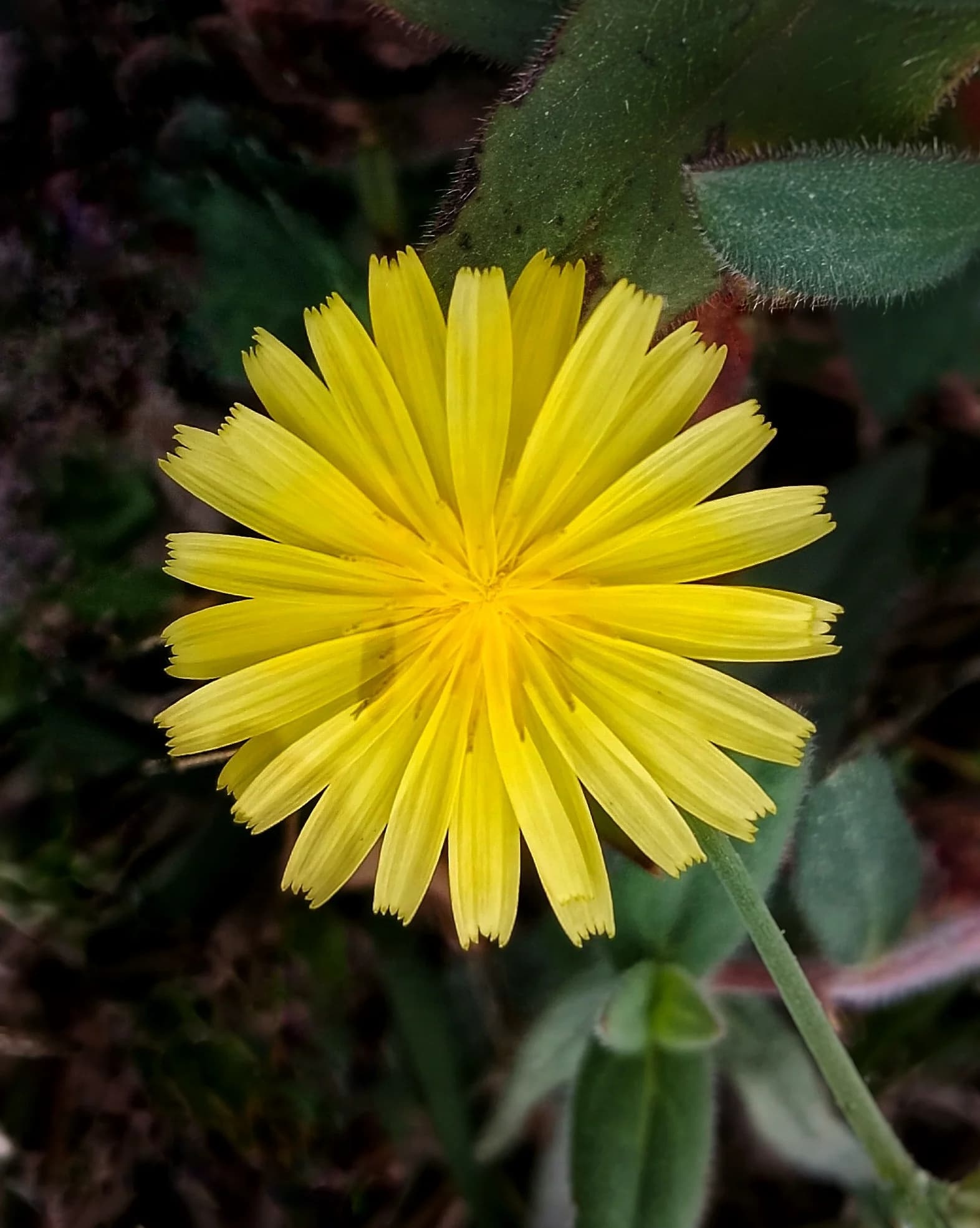 Botanical & Micro Geometry